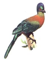 Loerie
