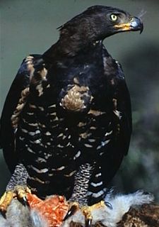 African Crowned Eagle African Crowned Eagle