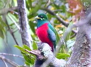 Narina Trogon Narina Trogon