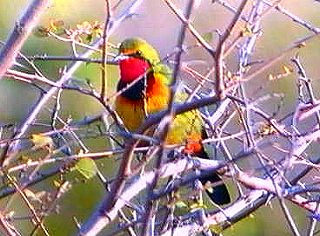 Gorgeos Bush Shrike Gorgeos Bush Shrike