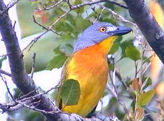 Greyheaded Bush Shrike Greyheaded Bush Shrike