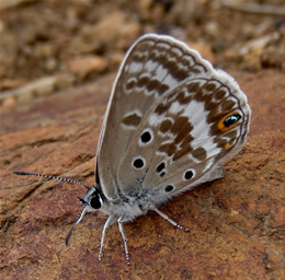 Swanepoel's Blue