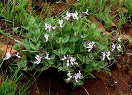 Cat’s Whiskers (Becium obovatum)