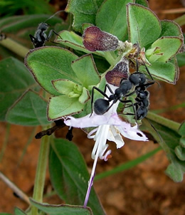 Camponotus ants on Becium flower.