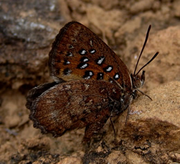 Barbara’s Copper (Aloeides barbarae)